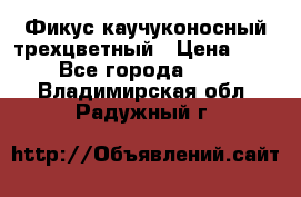 Фикус каучуконосный трехцветный › Цена ­ 500 - Все города  »    . Владимирская обл.,Радужный г.
